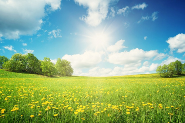 Zielona łąka z żółtymi kwiatami i niskimi drzewami w tle w słoneczny, ciepły dzień
